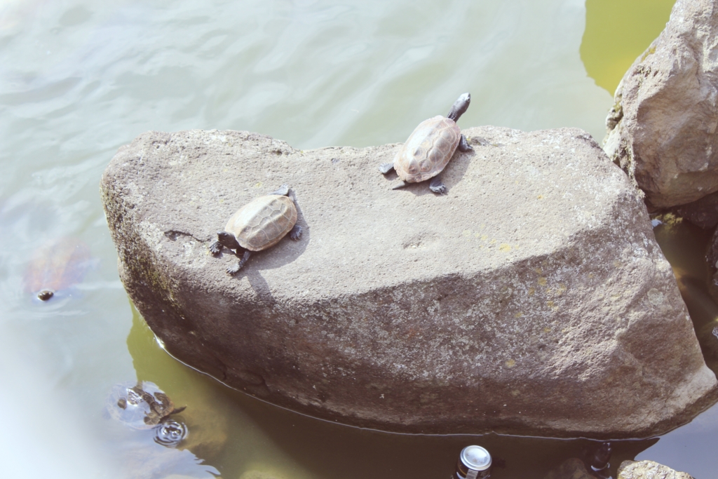 f:id:sweeteatime:20160530020131j:plain f:id:sweeteatime:20160530020131j:plain