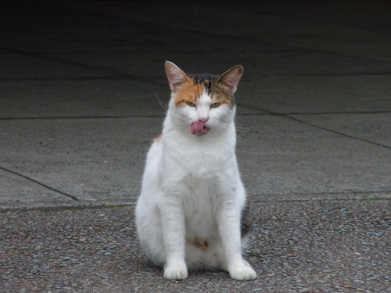 f:id:swordfish-002:20100801215215j:image