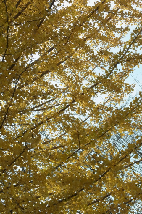 f:id:swordfish-002:20101118230258j:image