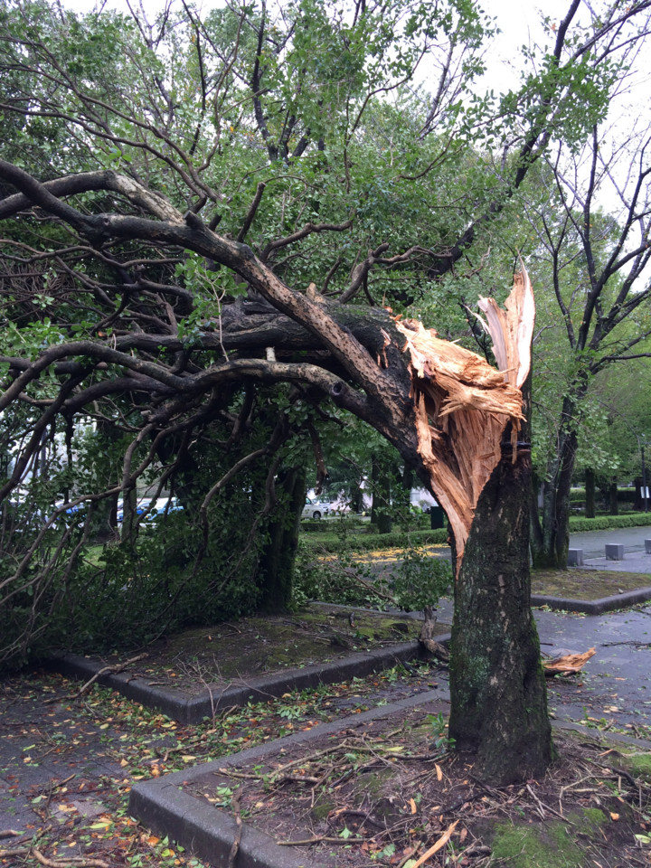 台風15号で幹から割けるように折れた樹木