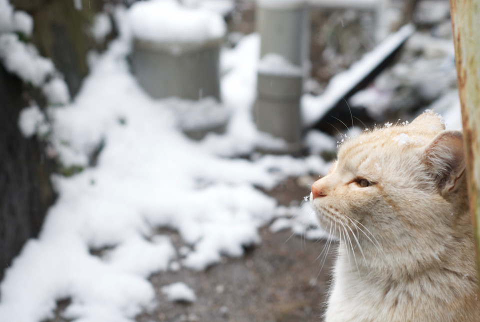 雪眺めの猫