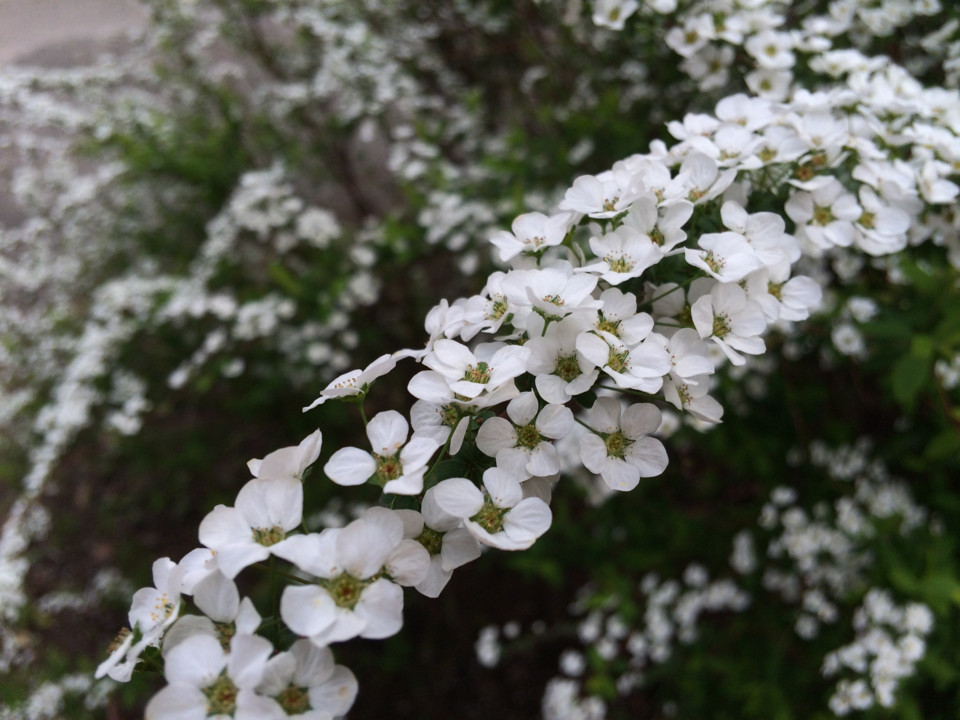 何の花