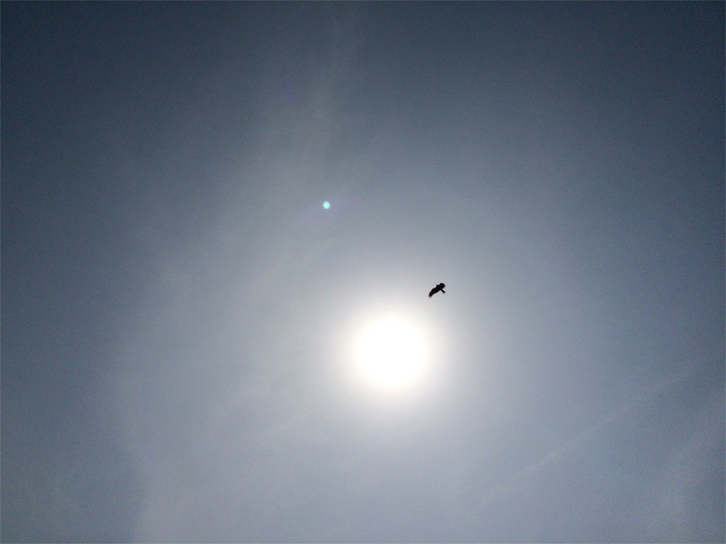 近所の海は飛ぶ鳥が少なくて少しさみしい