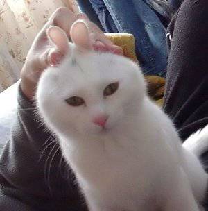 f:id:syoushow:20110101083446j:image f:id:syoushow:20110101083446j:image