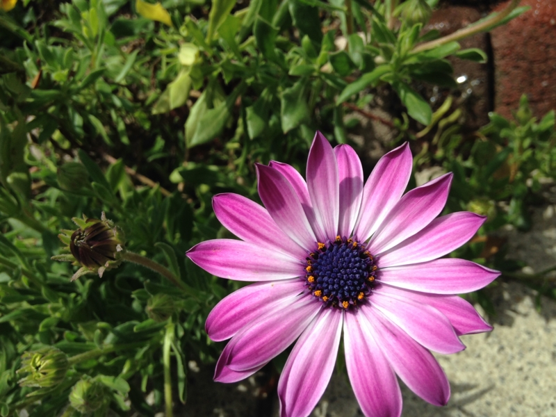 f:id:syufumama:20150421170034j:plain f:id:syufumama:20150421170034j:plain