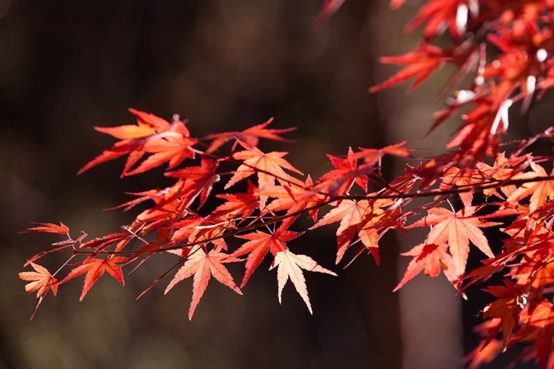 f:id:syunki-gt:20140924211208j:plain