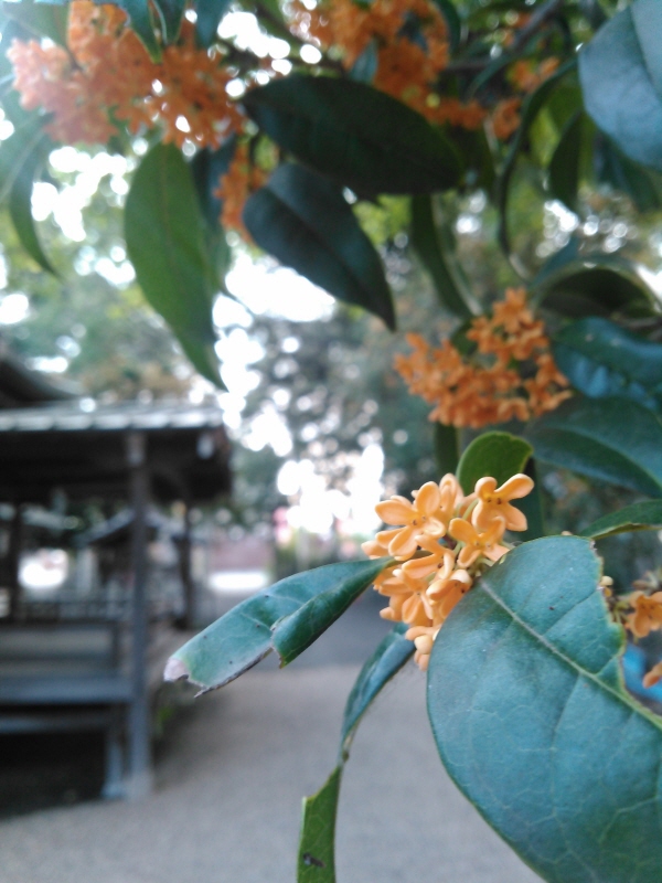 f:id:syunkit:20151013070801j:plain f:id:syunkit:20151013070801j:plain