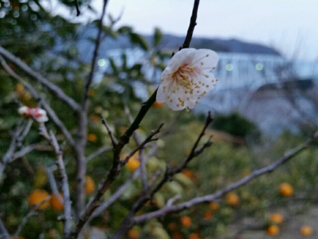 f:id:syunpalau:20160204200116j:image f:id:syunpalau:20160204200116j:image