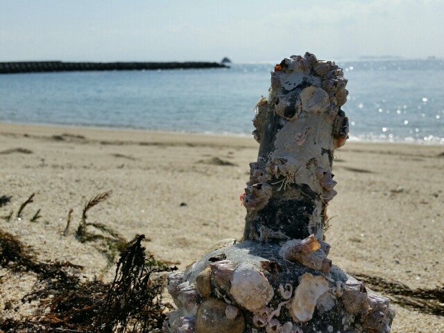 f:id:syunpalau:20160221162826j:image f:id:syunpalau:20160221162826j:image