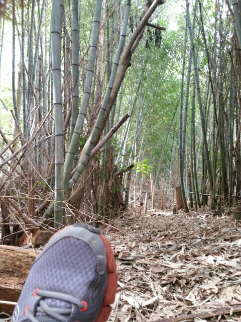 f:id:syunpalau:20160403165908j:image f:id:syunpalau:20160403165908j:image