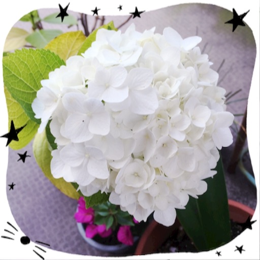 f:id:t-maiko0110:20160708171933j:image f:id:t-maiko0110:20160708171933j:image