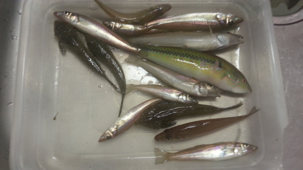 f:id:t1000zawa:20140502113945j:plain