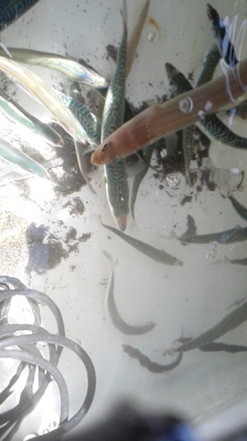 f:id:t1000zawa:20140517101947j:plain