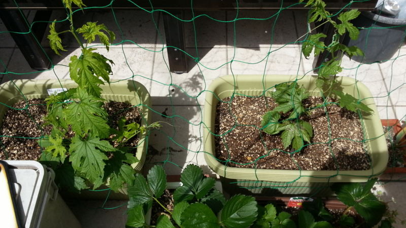 f:id:t1000zawa:20140518135230j:plain