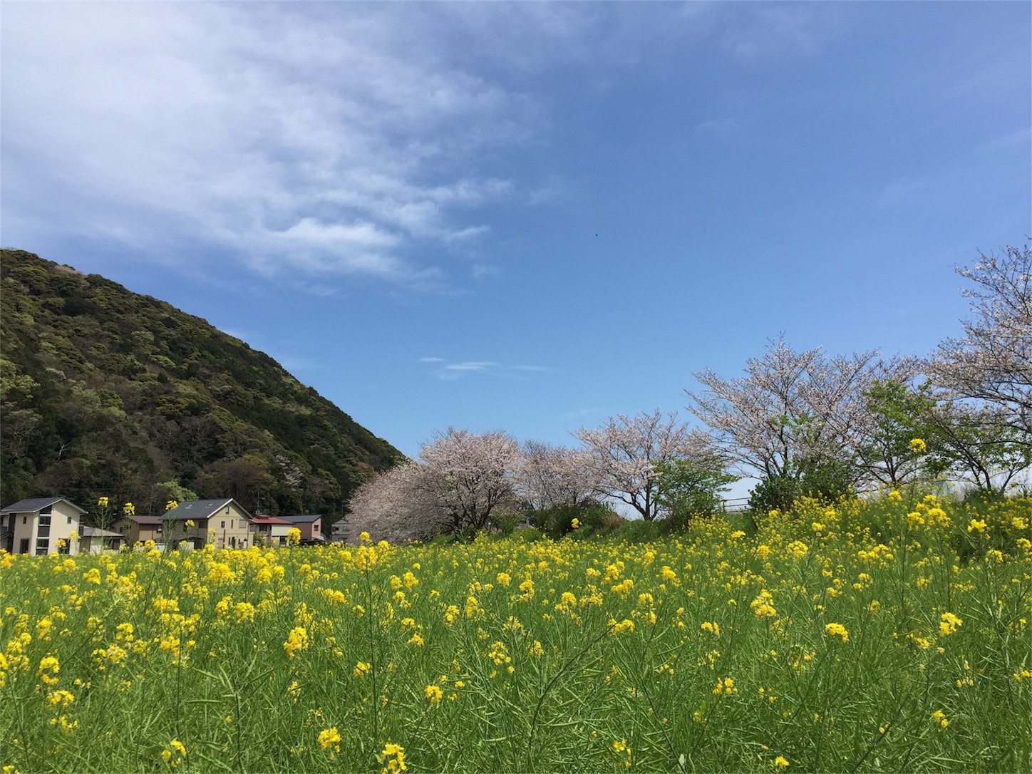 f:id:tabby2016:20160406200036j:image f:id:tabby2016:20160406200036j:image