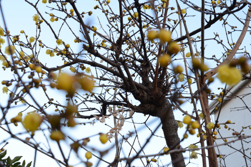 f:id:tachibanachihiro:20140124165758j:plain f:id:tachibanachihiro:20140124165758j:plain