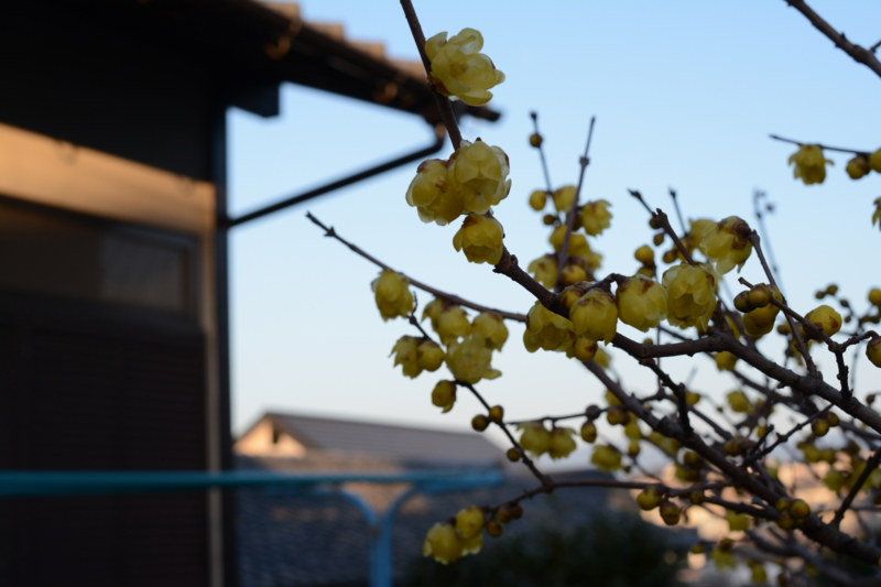 f:id:tachibanachihiro:20140124170158j:plain f:id:tachibanachihiro:20140124170158j:plain