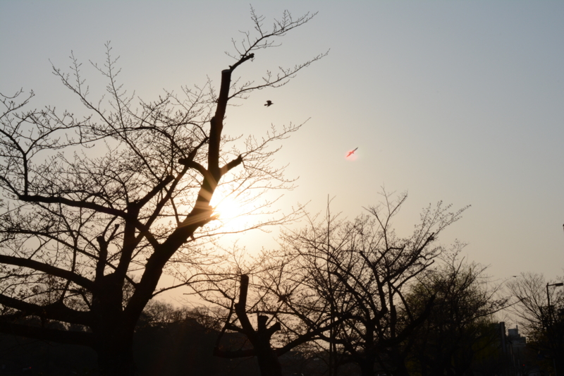 f:id:tachibanachihiro:20140323173017j:plain f:id:tachibanachihiro:20140323173017j:plain
