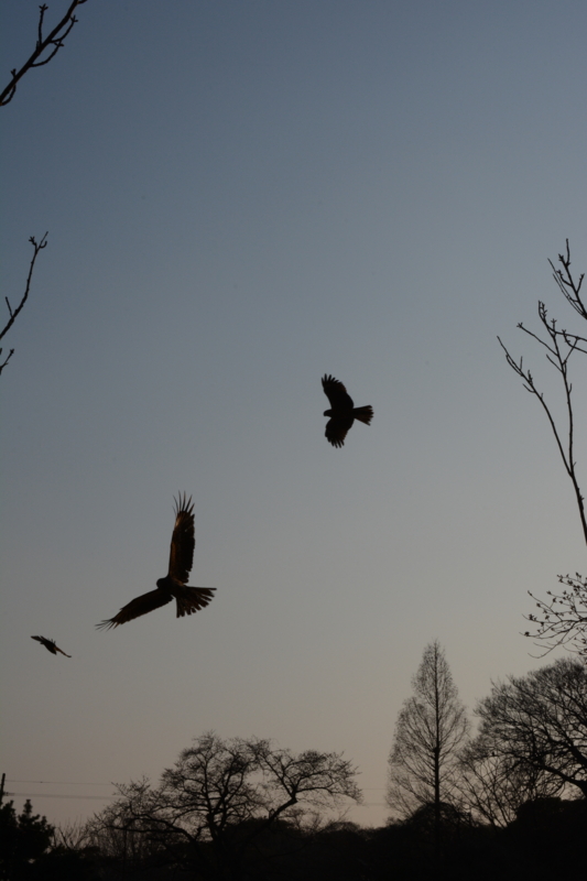 f:id:tachibanachihiro:20140323173204j:plain f:id:tachibanachihiro:20140323173204j:plain