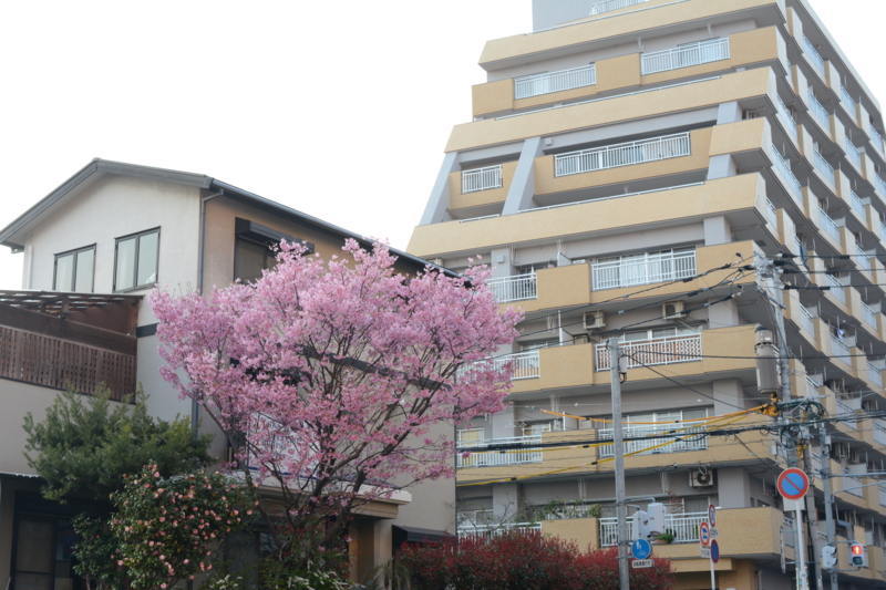 f:id:tachibanachihiro:20140323174817j:plain f:id:tachibanachihiro:20140323174817j:plain