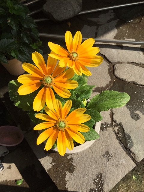 f:id:tadanorimatsuo:20150710194641j:image f:id:tadanorimatsuo:20150710194641j:image