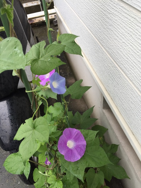 f:id:tadanorimatsuo:20150712221034j:image f:id:tadanorimatsuo:20150712221034j:image