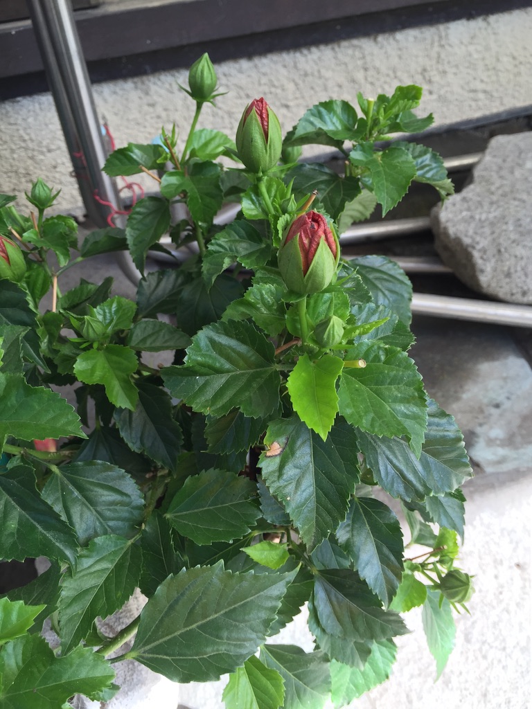 f:id:tadanorimatsuo:20150717165558j:image f:id:tadanorimatsuo:20150717165558j:image
