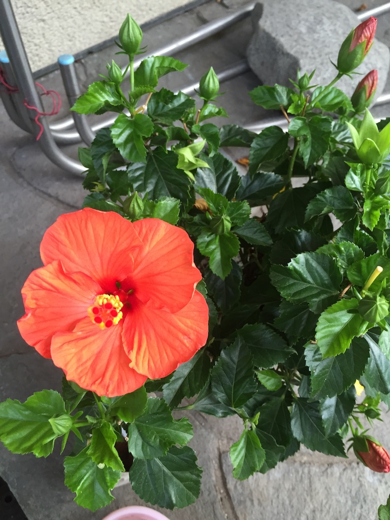 f:id:tadanorimatsuo:20150718172756j:image f:id:tadanorimatsuo:20150718172756j:image
