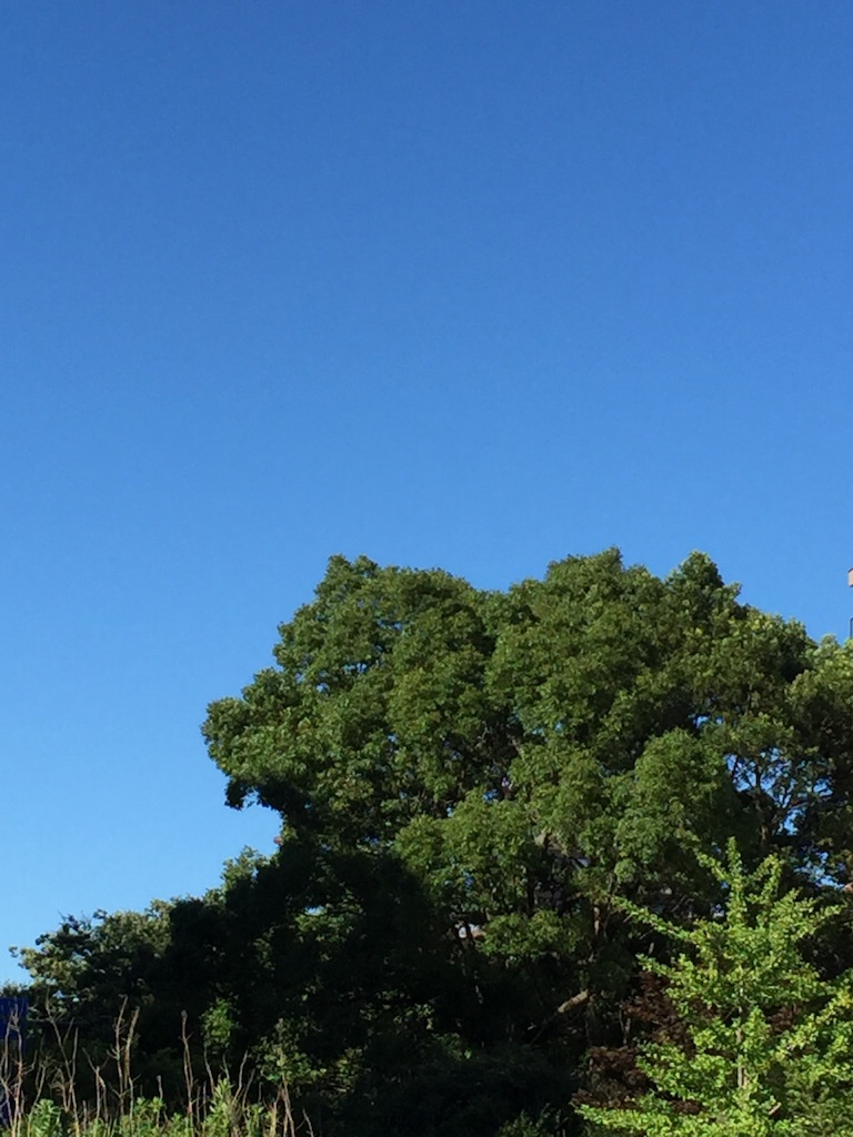 f:id:tadanorimatsuo:20150730201039j:image f:id:tadanorimatsuo:20150730201039j:image