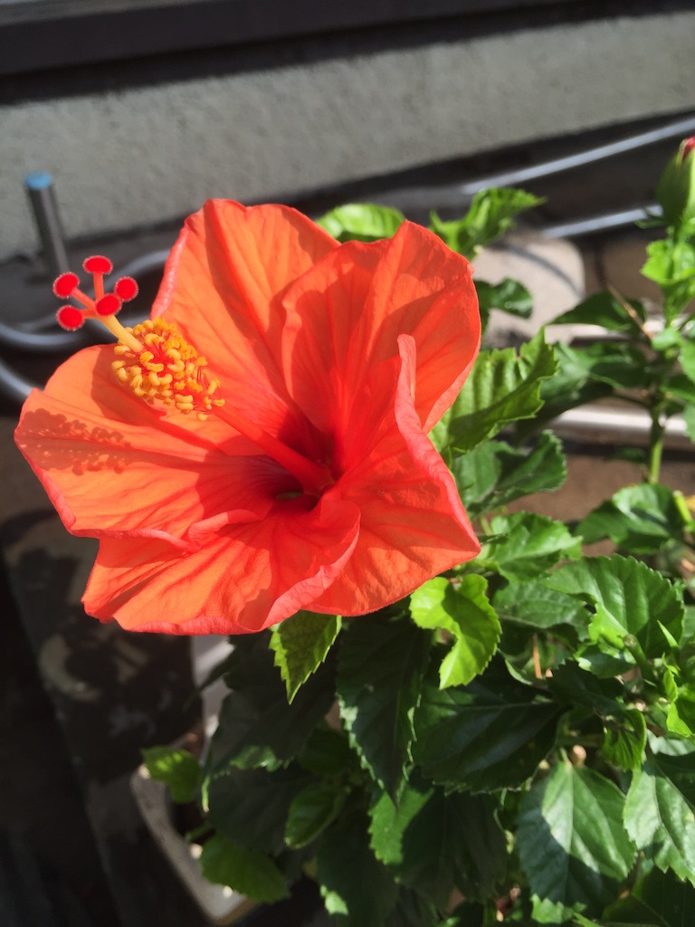 f:id:tadanorimatsuo:20150801223158j:image f:id:tadanorimatsuo:20150801223158j:image