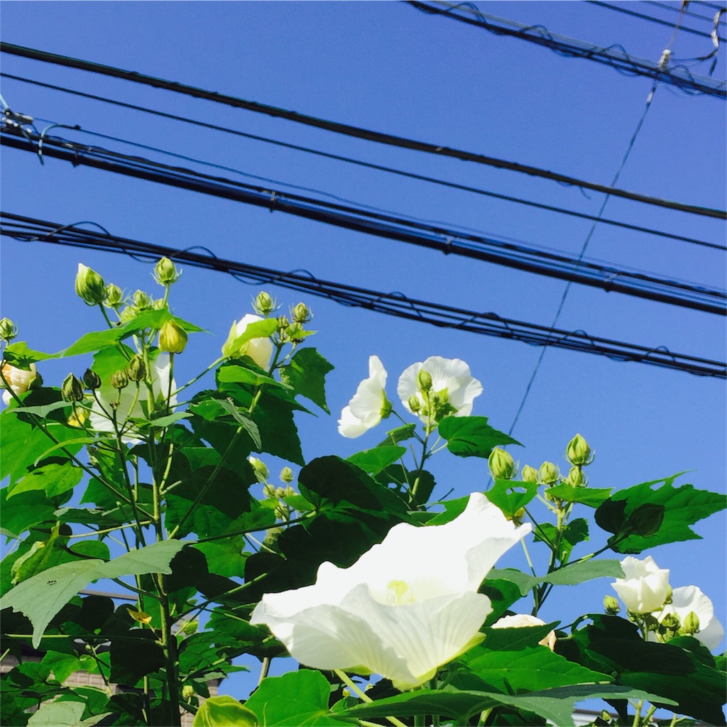 f:id:tadanorimatsuo:20150919090331j:image f:id:tadanorimatsuo:20150919090331j:image