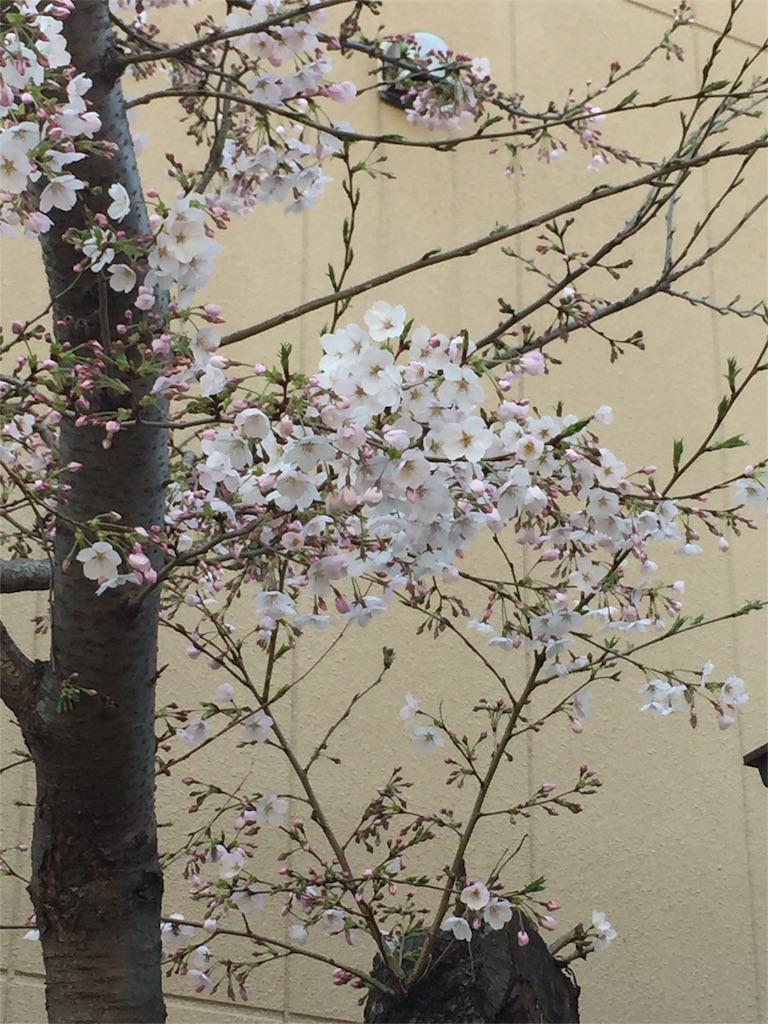 f:id:tadanorimatsuo:20160331162445j:image f:id:tadanorimatsuo:20160331162445j:image