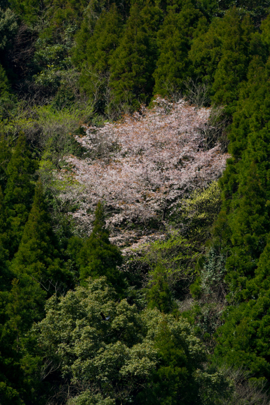 f:id:taddakomma:20150324182059j:plain f:id:taddakomma:20150324182059j:plain