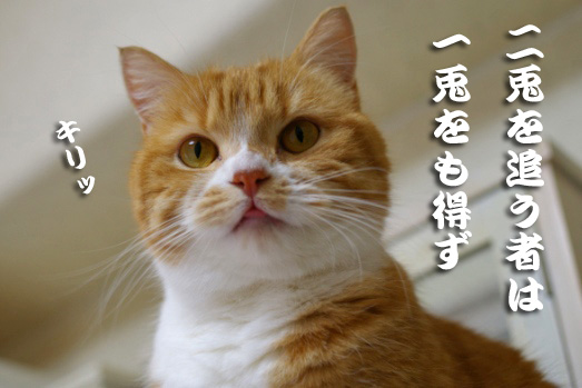 f:id:taithon:20150205215052j:plain f:id:taithon:20150205215052j:plain