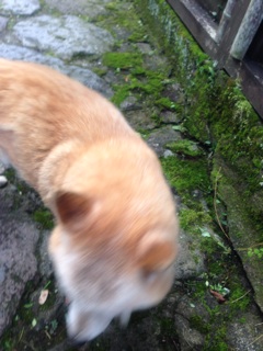 f:id:tak098:20140825175002j:plain f:id:tak098:20140825175002j:plain