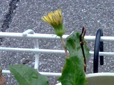 f:id:takahikonojima:20140220223947j:plain