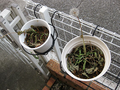 f:id:takahikonojima:20140220224024j:plain