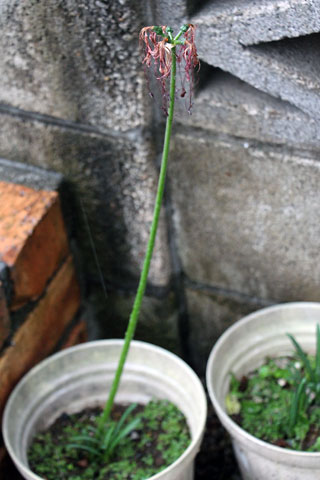 f:id:takahikonojima:20141006222606j:plain