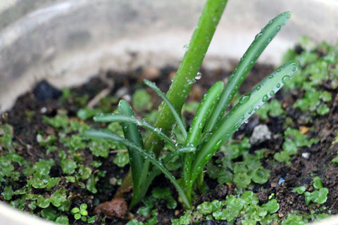 f:id:takahikonojima:20141006222618j:plain