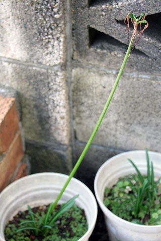 f:id:takahikonojima:20141009134434j:plain