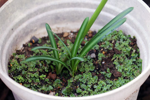 f:id:takahikonojima:20141009134441j:plain