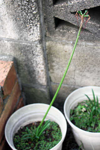 f:id:takahikonojima:20141009134838j:plain