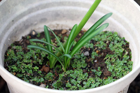 f:id:takahikonojima:20141009134852j:plain