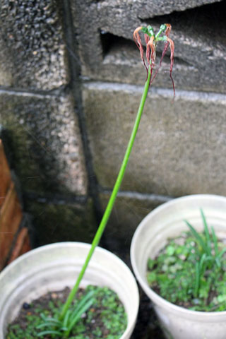 f:id:takahikonojima:20141009140225j:plain