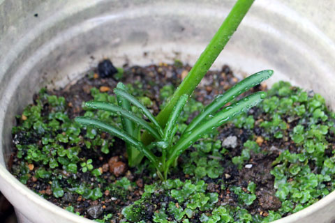 f:id:takahikonojima:20141009140229j:plain