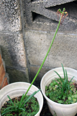 f:id:takahikonojima:20141011183721j:plain