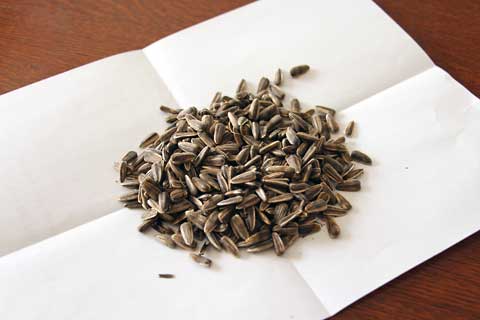 f:id:takahikonojima:20141019171041j:plain f:id:takahikonojima:20141019171041j:plain