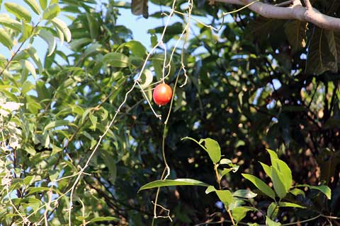 f:id:takahikonojima:20141019171600j:plain f:id:takahikonojima:20141019171600j:plain