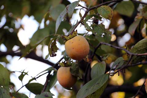 f:id:takahikonojima:20141019171641j:plain f:id:takahikonojima:20141019171641j:plain