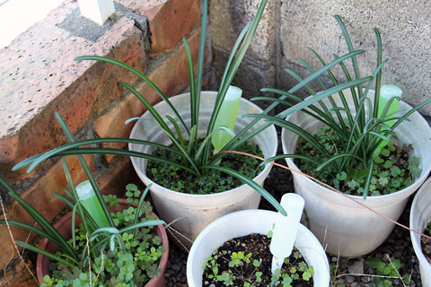 f:id:takahikonojima:20141104195352j:plain